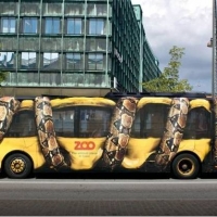 zingi автобус bus