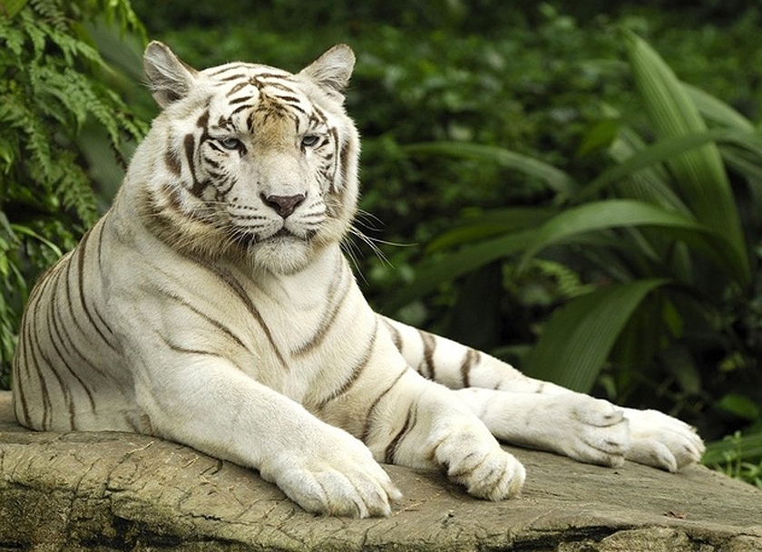 Image to the word тигр,  Pictures gallery of Zinkod, tiger,тигр,кошка,, Тигр – уникальная и найболее разнообразная кошка Отличия наблюдаются просто внутри вида
