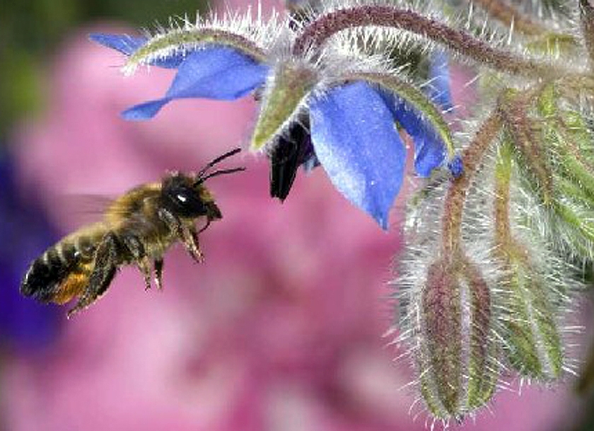 Image to the word бджола,  Pictures gallery of Zinkod, бджола,мед,квіти,, Робочі бджоли, хто вони? 

Значна більшість особин в бджолиній сім