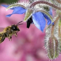 zingi бджола bee
