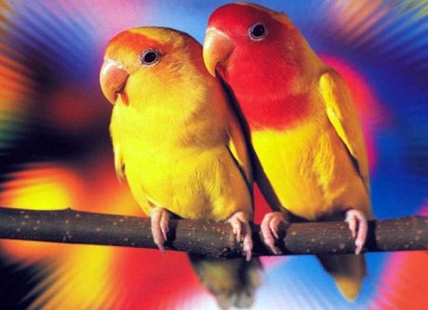 Image to the word попугай,  Pictures gallery of Zinkod, попугай,птица,неразлучник,, Говорят, настоящую любовь может познать только человек Так ли это, неизвестно, но, похоже, это чувство ведомо и птицам